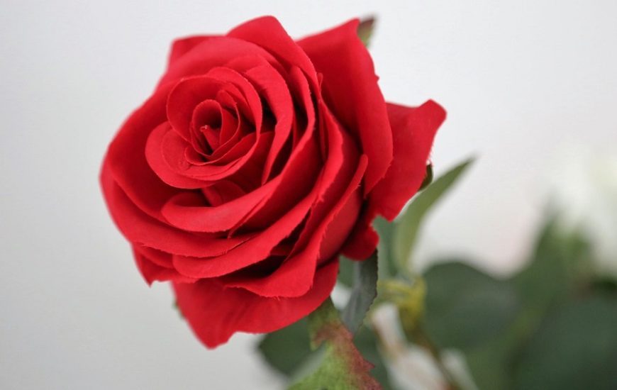 Pourquoi offrir une composition de roses éternelles à une femme